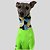 CACHARREL DE GALGO UV CAMU GREEN - Imagem 12