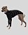 CACHARREL DE GALGO ALGODY PRETO LINE - Imagem 8