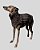 COLETE DE GALGO CHAMONIX CAN CHUMBO - sob encomenda - Imagem 6