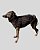 COLETE DE GALGO CHAMONIX CAN CHUMBO - sob encomenda - Imagem 5