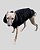 COLETE DE GALGO ASPEN PRETO - sob encomenda - Imagem 5