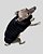 COLETE DE GALGO ASPEN PRETO - sob encomenda - Imagem 12