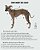 COLETE DE GALGO ASPEN CINZA - sob encomenda - Imagem 12