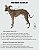 CAMISETA DE GALGO ALGODY RAPOSA - sob encomenda - Imagem 9
