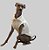 COLETE DE GALGO ITALIANO MOLETINHO OFF PONTINHOS - Imagem 2