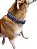 Coleira Para Cachorro Pet 100%Artesanal Paracord - Imagem 2