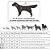 Roupa pet Patrulha Canina Everest - Imagem 2