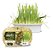 Graminha Para Gatos Digestive Grass 100% Natural 50g - Imagem 3