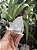 Cristal Transparente com Fantasma Extra - Imagem 5