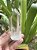 Cristal Lemuriano Cristal Mestre - Imagem 5