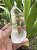 Cristal Lemuriano Cristal Mestre - Imagem 2