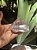 Cristal Transparente com Fantasma - Imagem 2