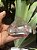 Cristal Transparente com Fantasma - Imagem 1