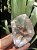 Quartzo Cristal Forma Livre - Imagem 3