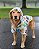 PATINHAS - Capa de Chuva para Cachorro - Imagem 1