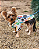 Capa de Chuva para Cachorro - PATINHAS - Imagem 3