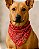 BANDANA VERMELHA - Bandana Pet - Imagem 1
