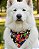 BOOM - Bandana Pet - Imagem 1