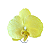 Porta Guardanapo Orquídea Amarela - Imagem 1