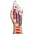GEL TINT FEELS MOOD - RUBY ROSE - Imagem 4