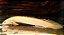 POLYPTERUS SENEGALUS ALBINO 8/10CM - Imagem 1