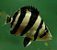 DATNOIDES MICROLEPS 5CM - Imagem 1