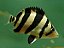 DATNIOIDES MICROLEPS 4 BAR (ESPECIAL) - Imagem 1
