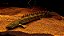 POLYPTERUS ANSORGII 12CM - Imagem 1