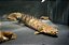 POLYPTERUS CONGICUS 25CM - Imagem 1
