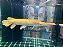 Atractosteus Albino 35cm - Imagem 2