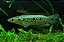 Channa Pleurophtalma 40cm (SnakeHead) - Imagem 2