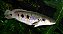 Channa Pleurophtalma 40cm (SnakeHead) - Imagem 1