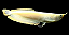 Aruanã Banana Albina 15-20cm - Imagem 1