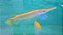 Lepsosteus Albino 15-18cm - Imagem 1