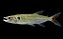 Combro de 3 - Peixe Cachorro 12cm - Imagem 1