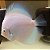 Disco Blue White Diamond 6-7cm - Imagem 2