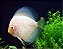 Disco Blue White Diamond 6-7cm - Imagem 1