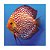 Disco Star Dust 12cm - Imagem 1