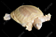 Tartaruga Softshell Albina 30cm - Imagem 2