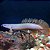 Polypterus Albino Hi-Fin 15-18cm - Imagem 2