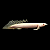 Polypterus Albino Hi-Fin 15-18cm - Imagem 1