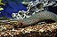 Moreia Red Fire Eel (moreia de fogo) - Imagem 1