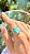 ANEL GOTA FUSION TURMALINA COM CRISTAIS LONDON BLUE E PARAIBA NO BANHO OURO18K - Imagem 1