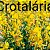 Plantas Melitófilas para Criadores Criação de Abelhas Melitocultura - Imagem 6