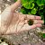 Colar Difusor Pessoal de Cerâmica Copinho Verde Escuro - Imagem 3