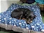 Cama Cão e Gato Zig Zag ZaraBlue - Imagem 2