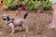 Peitoral Americano para Cachorros Red Mouse - Imagem 2