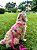 Peitoral H para Cachorro e Gato Pink ZaraBlue - Imagem 2