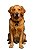 Plaquinha para Cachorro Ossinho Toque Ai + 12 meses de serviço Geolocalização + Brinde Coleira ZaraBlue - Imagem 6