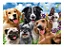Puzzle 500 Peças Selfie Pets Grow - Imagem 2